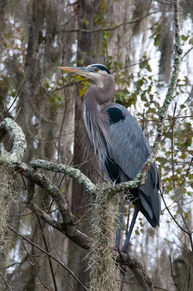Vögel Usa Nachtreiher Langbeinig Vogel Grünen Pflanzen Bäumen Sumpf Louisiana — Stockfoto
