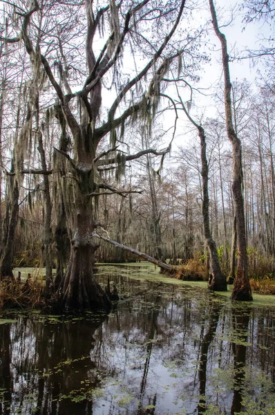 New Orleans, Louisiana 'da ağaçtan sarkan İspanyol yosunu.