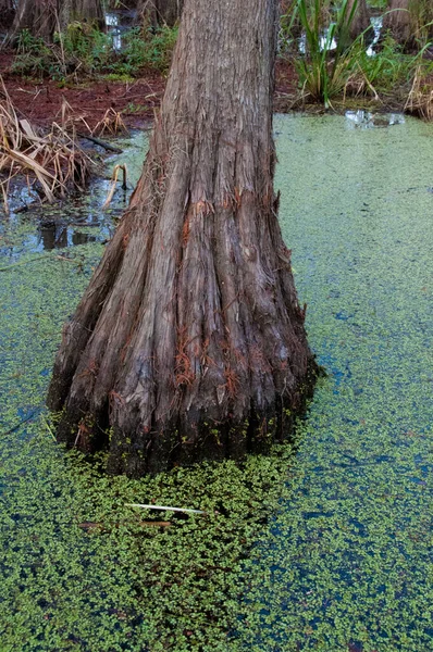 Bataklıktaki Kel Selvi Ağaçlarının Dibi Cypress Bataklığı Louisiana Abd — Stok fotoğraf
