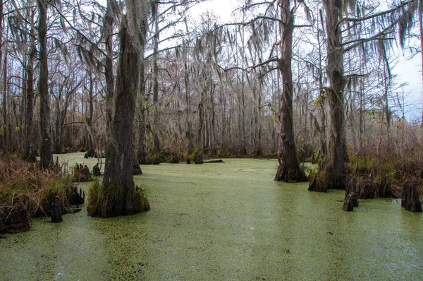 New Orleans, Louisiana 'da ağaçtan sarkan İspanyol yosunu.