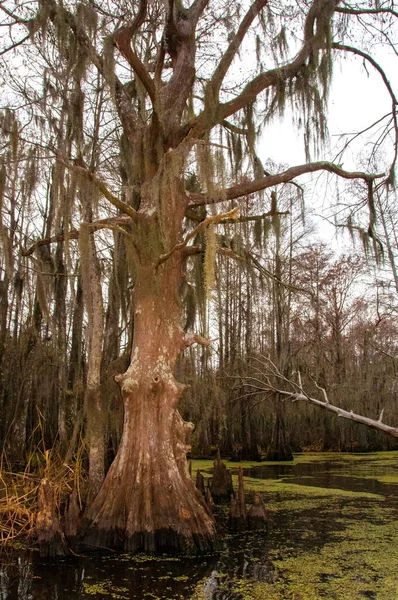 Musgo Espanhol Pendurado Árvore Nova Orleães Louisiana — Fotografia de Stock