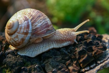 Üzüm salyangozu (Helix pomatia), bir gastropod ağaç gövdesinde sürünür.