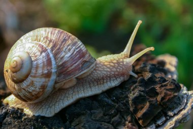 Üzüm salyangozu (Helix pomatia), bir gastropod ağaç gövdesinde sürünür.