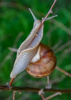 Üzüm salyangozu (Helix pomatia), bir dal üzerinde sürünen bir gastropod yumuşakçasıdır.