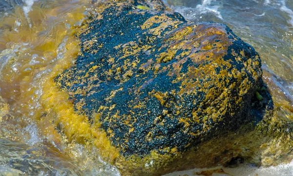 Kameny Břehu Zarostlé Modrozelenými Zelenými Řasami Krymu — Stock fotografie