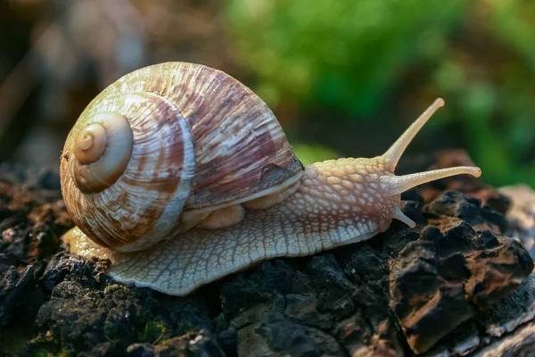 Üzüm salyangozu (Helix pomatia), bir gastropod ağaç gövdesinde sürünür.