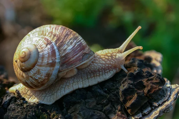 달팽이 Helix Pomatia 위장복 줄기를 기어오르는 — 스톡 사진