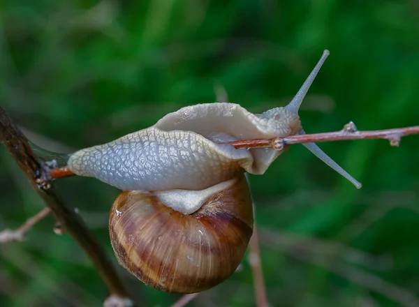 Caracol Uva Helix Pomatia Molusco Gastrópode Rastejando Galho — Fotografia de Stock