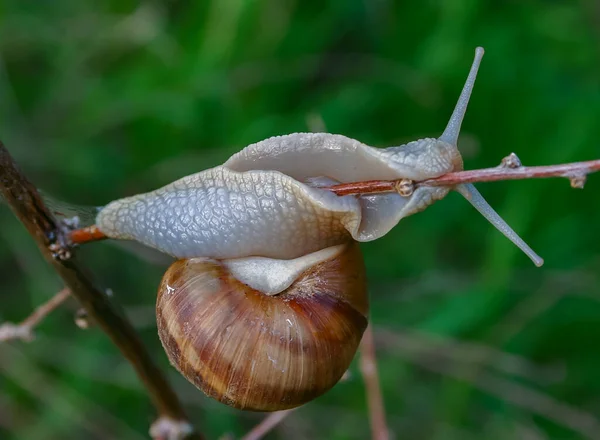 葡萄蜗牛 螺旋石榴 一种在树枝上爬行的胃类软体动物 — 图库照片