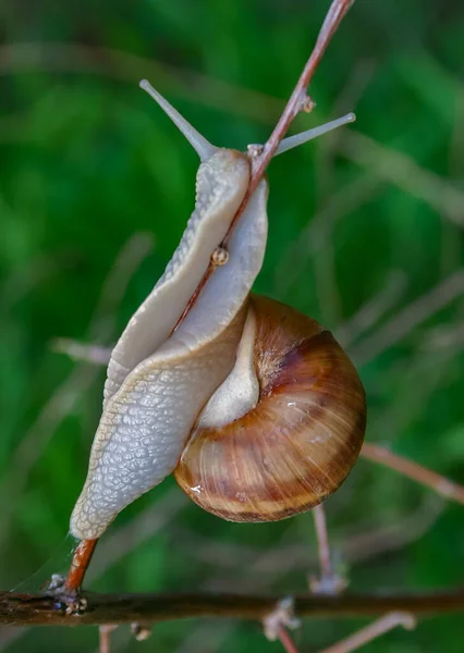 Üzüm Salyangozu Helix Pomatia Bir Dal Üzerinde Sürünen Bir Gastropod — Stok fotoğraf