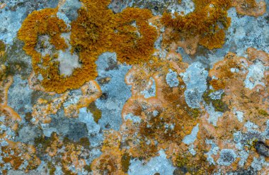 Orange and gray lichens on coastal limestone stones and rocks in Crimea, Tarkhankut