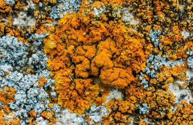 Orange and gray lichens on coastal limestone stones and rocks in Crimea, Tarkhankut
