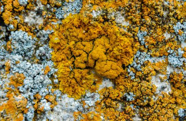 Orange and gray lichens on coastal limestone stones and rocks in Crimea, Tarkhankut