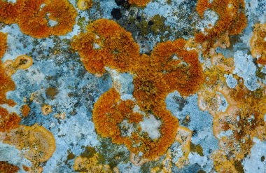 Orange and gray lichens on coastal limestone stones and rocks in Crimea, Tarkhankut