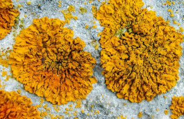 Orange and gray lichens on coastal limestone stones and rocks in Crimea, Tarkhankut