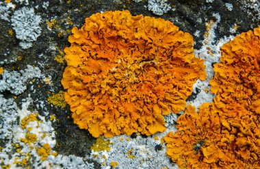Orange and gray lichens on coastal limestone stones and rocks in Crimea, Tarkhankut