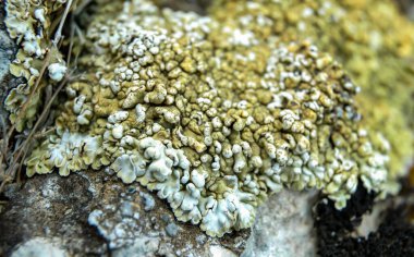 Orange and gray lichens on coastal limestone stones and rocks in Crimea, Tarkhankut