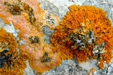 Orange and gray lichens on coastal limestone stones and rocks in Crimea, Tarkhankut