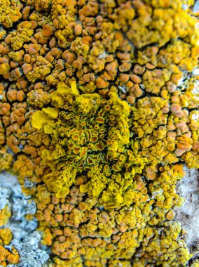 Orange and gray lichens on coastal limestone stones and rocks in Crimea, Tarkhankut