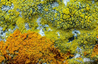 Orange and gray lichens on coastal limestone stones and rocks in Crimea, Tarkhankut