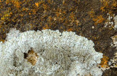 Orange and gray lichens on coastal limestone stones and rocks in Crimea, Tarkhankut