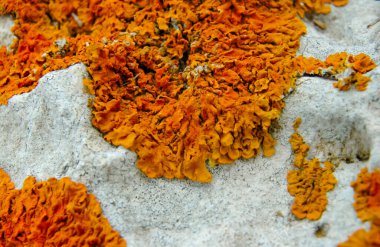 Orange and gray lichens on coastal limestone stones and rocks in Crimea, Tarkhankut