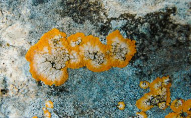 Orange and gray lichens on coastal limestone stones and rocks in Crimea, Tarkhankut