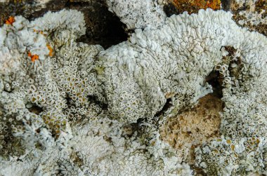 Orange and gray lichens on coastal limestone stones and rocks in Crimea, Tarkhankut