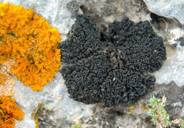 Orange and gray lichens on coastal limestone stones and rocks in Crimea, Tarkhankut