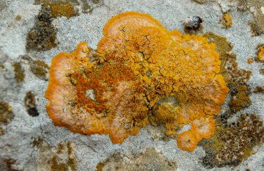 Orange and gray lichens on coastal limestone stones and rocks in Crimea, Tarkhankut