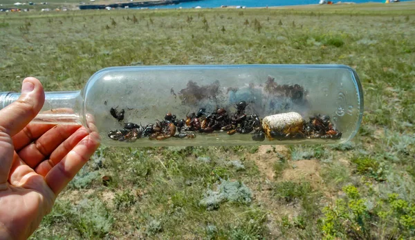 Стеклянная Бутылка Брошенная Природу Убийца Насекомых Экологическая Проблема Мусора Природе — стоковое фото