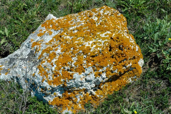 Orange Gray Lichens Coastal Limestone Stones Rocks Crimea Tarkhankut — стокове фото