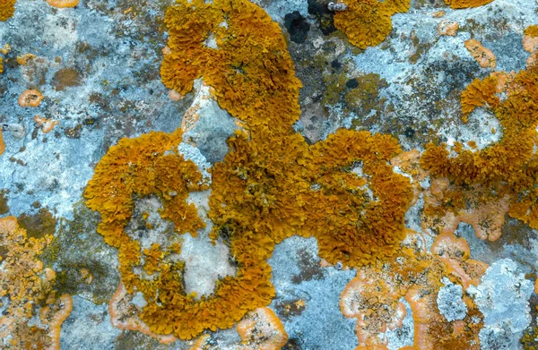 Lichens Orange Gris Sur Les Pierres Calcaires Côtières Les Rochers — Photo