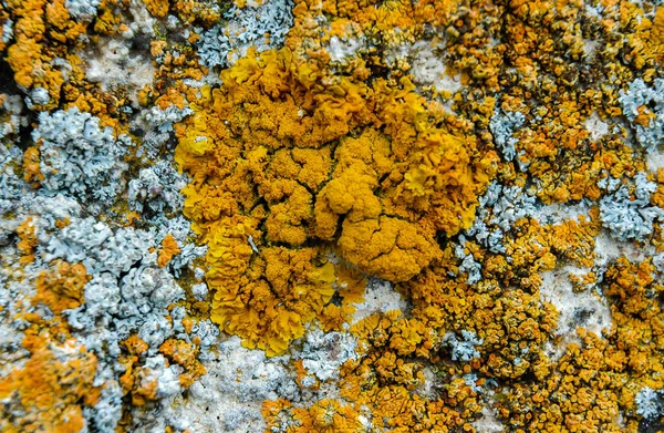Pomerančové Šedé Lišejníky Pobřežních Vápencových Kamenech Skalách Krymu Tarchankut — Stock fotografie