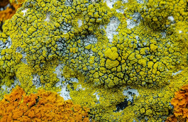 Orange Gray Lichens Coastal Limestone Stones Rocks Crimea Tarkhankut — Stock Fotó