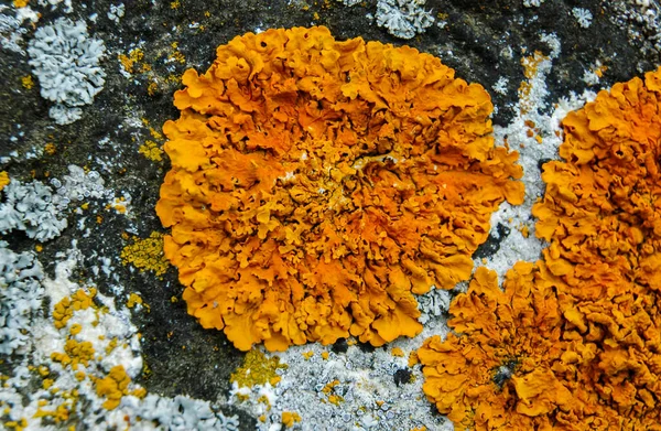クリミア半島の海岸石灰岩の石や岩のオレンジと灰色の地衣類 Tarkhankut — ストック写真