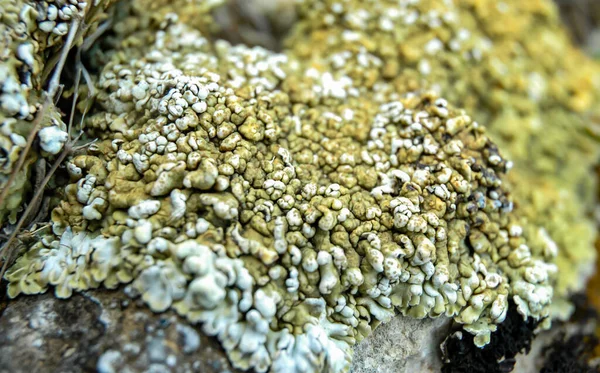 Orange Gray Lichens Coastal Limestone Stones Rocks Crimea Tarkhankut — ストック写真