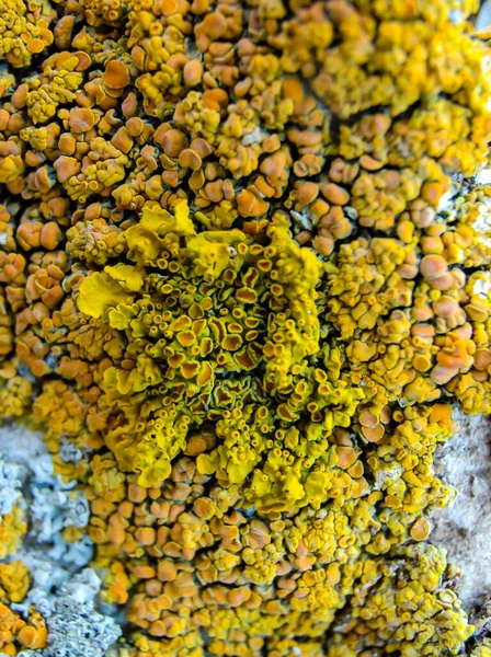Orange Gray Lichens Coastal Limestone Stones Rocks Crimea Tarkhankut — Foto Stock