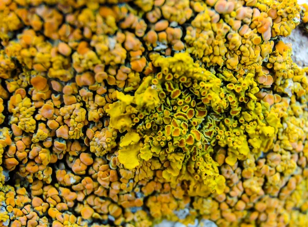 Orange Gray Lichens Coastal Limestone Stones Rocks Crimea Tarkhankut —  Fotos de Stock