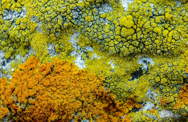 Orange Gray Lichens Coastal Limestone Stones Rocks Crimea Tarkhankut — 图库照片