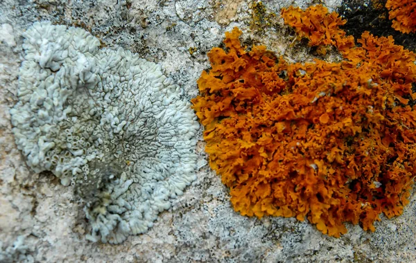 クリミア半島の海岸石灰岩の石や岩のオレンジと灰色の地衣類 Tarkhankut — ストック写真