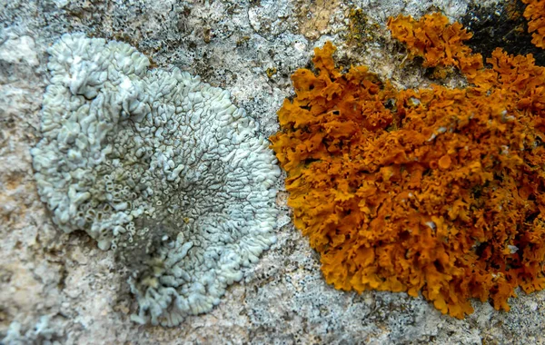 Orange Gray Lichens Coastal Limestone Stones Rocks Crimea Tarkhankut — стокове фото
