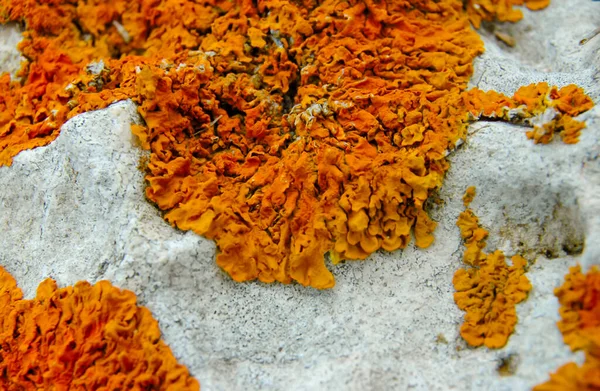 Orange Gray Lichens Coastal Limestone Stones Rocks Crimea Tarkhankut — Foto de Stock