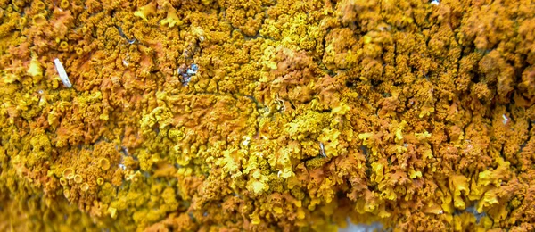 Orange Gray Lichens Coastal Limestone Stones Rocks Crimea Tarkhankut — Stock Photo, Image