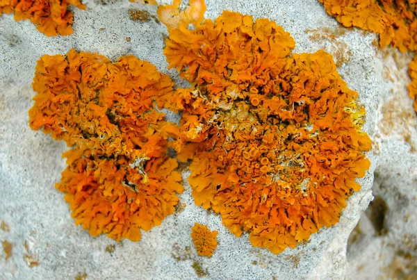 Оранжевые Серые Лишайники Прибрежных Известняковых Камнях Скалах Крыма Тарханкут — стоковое фото