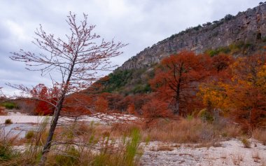 Sonbahar manzarası. Bataklık selvisi ve nehir kıyısı boyunca sarı yapraklı diğer ağaçlar. Teksas, Garner Eyalet Parkı, Usa