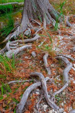 Nehrin kıyısında, Teksas 'ta, Garner State Park' ta, Usa 'da sularda büyüyen büyük bataklık selvisi kökleri.