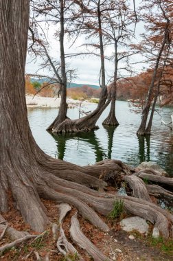 Nehrin kıyısında, Teksas 'ta, Garner State Park' ta, Usa 'da sularda büyüyen büyük bataklık selvisi kökleri.