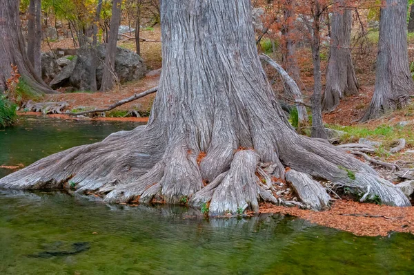 사이프러스의 체계는 늪이나 강변의 물에서 자라고 있습니다 Texas Garner State — 스톡 사진