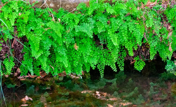 绿叶蕨类植物生长在河边 德克萨斯 加纳州立公园 乌萨河畔 — 图库照片